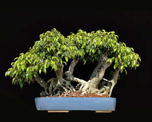 Ficus thonningii Bonsai Seeds