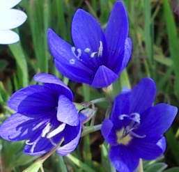 Geissorhiza aspera Seeds - Indigenous South African Endemic Perennial Flowering Bulb Seeds