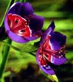 Geissorhiza radians Seeds - Sow Autumn