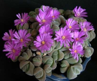 Gibbaeum species mixed Seeds - Indigenous Succulents