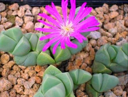 10 Gibbaeum petrense Seeds - Indigenous Succulents