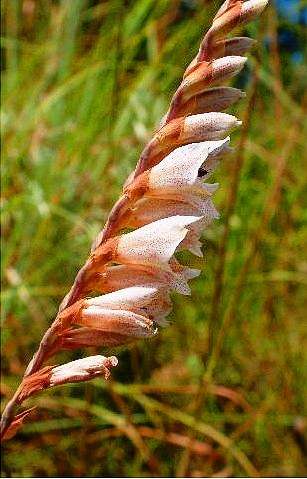20 Gladiolus crassifolius Seeds - Sow Spring