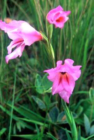 Gladiolus oppositiflorus Seeds - Sow Autumn