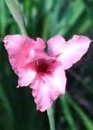 20 Gladiolus oppositiflorus Seeds - Sow Autumn ~ Bulbs Seeds