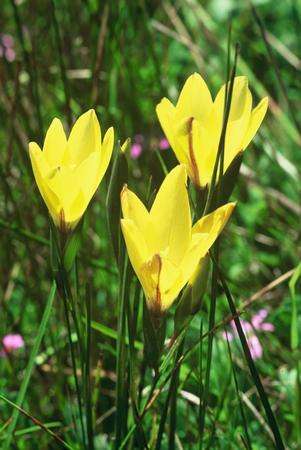 20 Gladiolus trichonemifolius Seeds - Sow Autumn