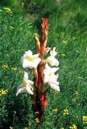 Harveya speciosa Seeds - Indigenous South African Flowering Perennial - Global Shipping