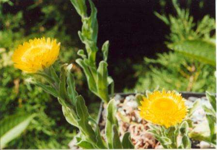 Helichrysum aureum Seeds - Indigenous