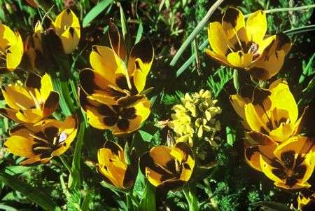 20 Hesperantha vaginata Seeds - Sow Autumn
