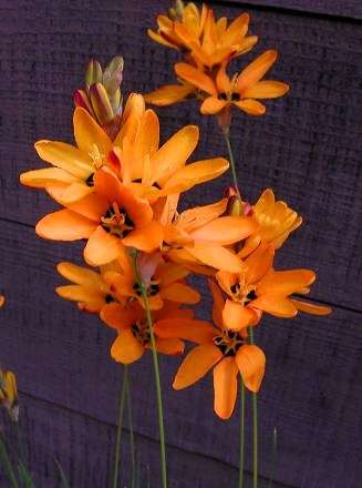 20 Ixia maculata Seeds - Sow Autumn - Indigenous Bulbs Seeds