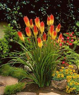 20 Kniphofia uvaria Seeds - Sow Autumn or Spring - Indigenous Bulbs Seeds