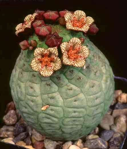 Larryleachia cactiformis Seeds - Indigenous Succulents