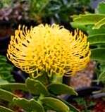 Leucospermum cordifolium Seeds - Yellow - Protea Family - Indigenous