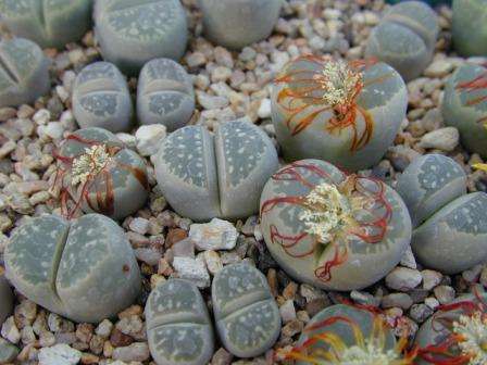 40 Stoneplants - Lithops veruculosa inae Seeds - Indigenous Succulents