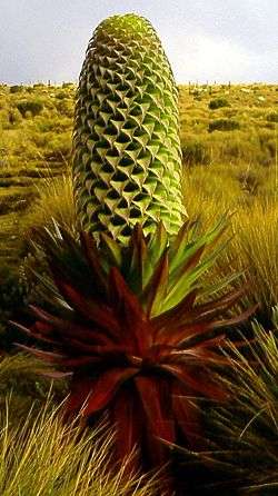 Lobelia deckenii ssp bequaertii Seeds