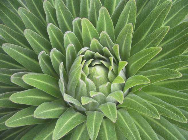 Lobelia giberroa Seeds - Ugandan Giant Lobelia
