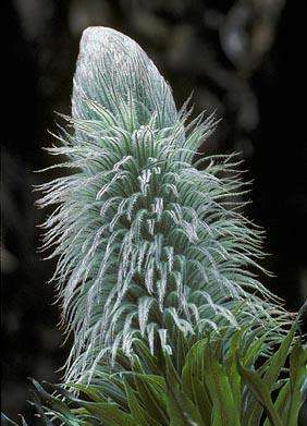Lobelia wollastonii Seeds