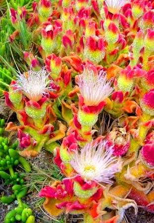 Mesembryanthemum crystallinum Seeds - Indigenous Succulents