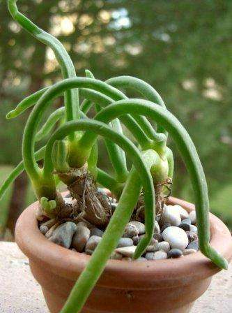 Monilaria pisiformis Seeds - Indigenous Succulents - Natural Bonsai