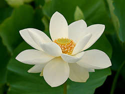 5 Nelumbo nucifera alba - White Lotus Flower Seeds - Psychoactive - Water Lily Seeds - Global Ship