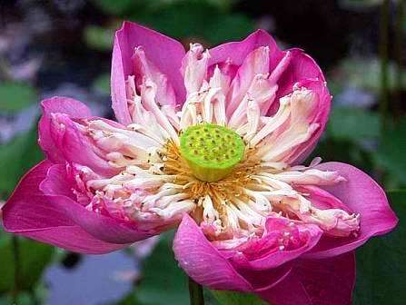 10 Nelumbo nucifera var. rosea plena Seeds -Giant Soft Pink Lotus - Psychoactive