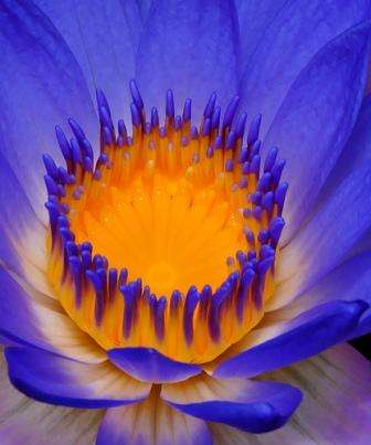 Nymphaea caerulea Seeds - Water Lily Seeds - Psychoactive Plants