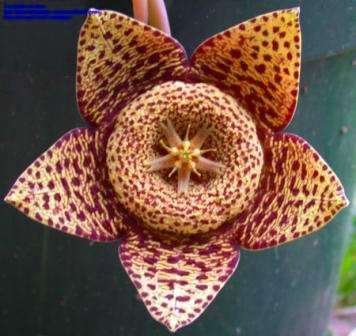 Orbea variegata Seeds - Indigenous Succulents