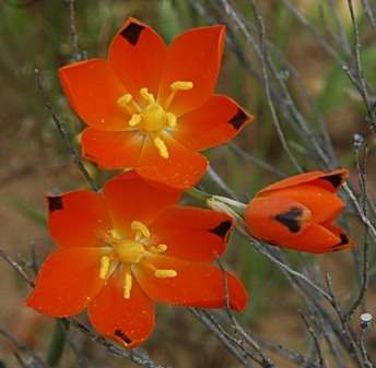 Ornithogalum maculatum Seeds - Sow Autumn - Bulbs Seeds