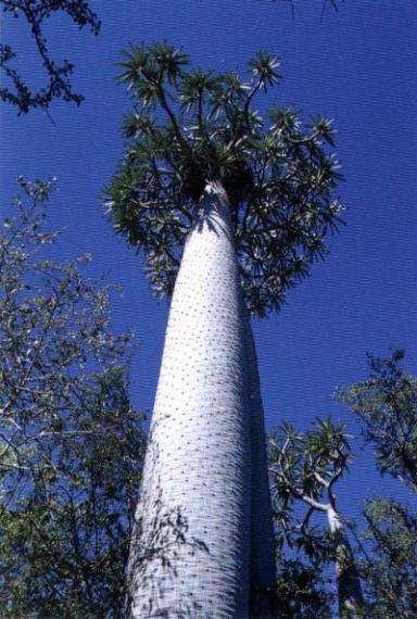 Pachypodium geayi Seeds - Succulent Tree