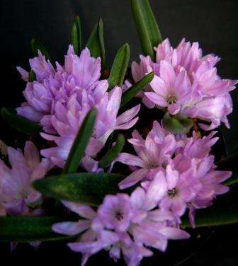 20 Polyxena corymbosa Seeds - Sow Autumn - Indigenous Bulbs Seeds