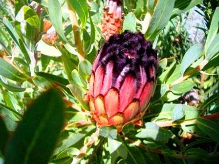 Protea laurifolia Seeds