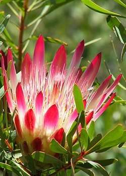 Protea repens
