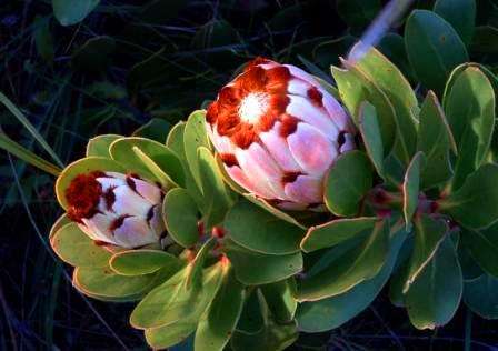 20 Protea speciosa Seeds - Brown-beard Sugarbush - Indigenous
