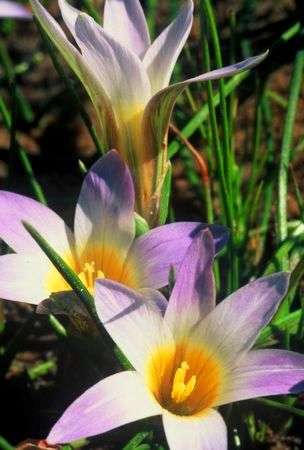 10 Romulea tabularis Seeds - Sow Autumn - Indigenous Bulbs Seeds