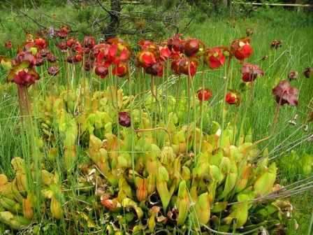Carnivorous Sarracenia purpurea spp. purpurea Seeds