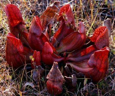 10 Carnivorous Southern Purple Pitcher Plant Sarracenia purpurea ssp. venosa var. burkii Seeds