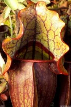 Carnivorous Southern Purple Pitcher Plant Sarracenia purpurea ssp. venosa var. burkii Seeds