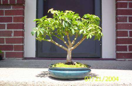Schefflera umbellifera Bonsai Tree Seeds - Indigenous