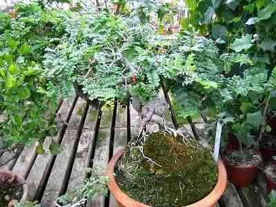 20 Karoo boer-bean - Schotia afra Bonsai Tree Seeds - Indigenous