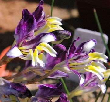 RARE Sparaxis variegata Seeds - Sow Autumn - Indigenous Bulbs Seeds
