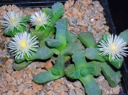 Stomatium species Seeds - Indigenous Succulents