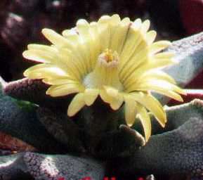 Titanopsis fulleri Seeds - Indigenous Succulents