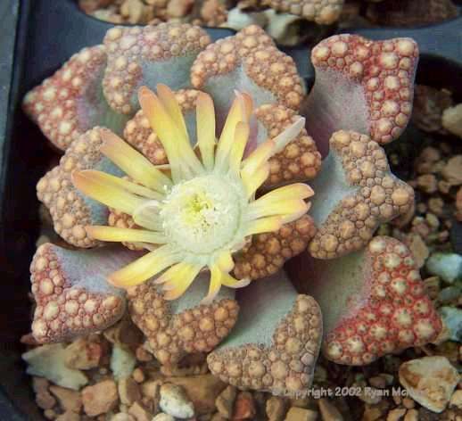 RARE SEEDS Titanopsis hugo schlechteri
