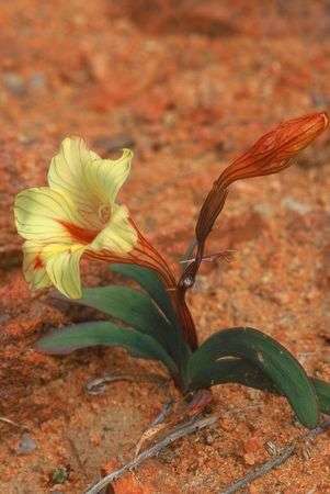 Tritonia karooica Seeds - Sow Autumn - Cormous Plant