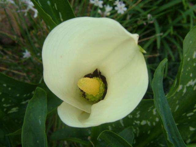 20 Zantedeschia albomaculata Seeds - Black Throated Arum Lily - Sow Spring - Indigenous Bulbs Seeds