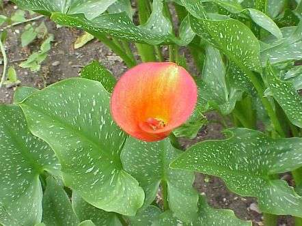 20 Zantedeschia albomaculata "Helen O 'Connor" Seeds - Sow Spring - Indigenous Bulbs Seeds