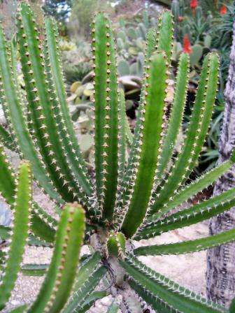 Euphorbia tetragona Seeds - Succulents