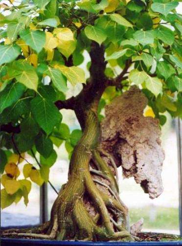 Ficus abutilifolia Bonsai Tree Seeds - Indigenous
