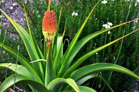 Kniphofia northiae Seeds - Sow Spring - Indigenous Bulbs Seeds