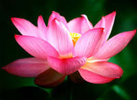 5 RARE Nelumbo nucifera var. rosea plena - Grow your own Giant Soft Pink Lotus - Psychoactive