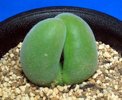 Muiria hortenseae Seeds VERY RARE (Sow Autumn - Winter) - Indigenous Succulents